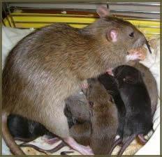 Immagine di un famiglia di topi